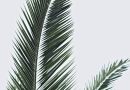 Lækre og unikke palmekål til din tallerken